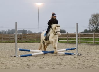 Tinker, Merrie, 8 Jaar, 128 cm, Cremello