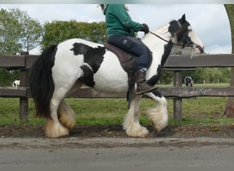 Tinker, Merrie, 8 Jaar, 128 cm, Gevlekt-paard