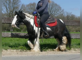 Tinker, Merrie, 8 Jaar, 129 cm, Gevlekt-paard