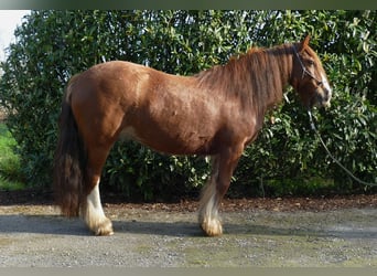 Tinker, Merrie, 8 Jaar, 130 cm, Vos