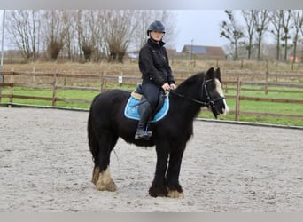 Tinker, Merrie, 8 Jaar, 130 cm, Zwart