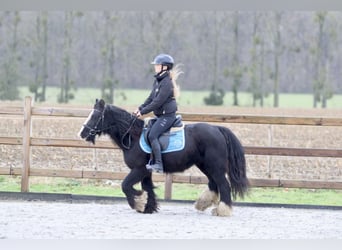 Tinker, Merrie, 8 Jaar, 130 cm, Zwart