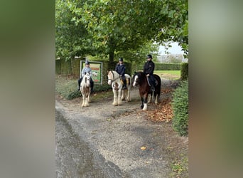 Tinker, Merrie, 8 Jaar, 133 cm, Gevlekt-paard