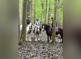 Tinker, Merrie, 8 Jaar, 133 cm, Gevlekt-paard