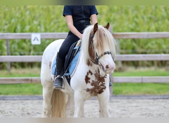 Tinker, Merrie, 8 Jaar, 133 cm, Gevlekt-paard