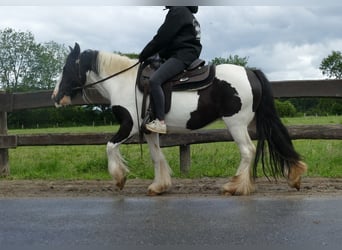 Tinker, Merrie, 8 Jaar, 136 cm, Gevlekt-paard