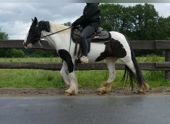 Tinker, Merrie, 8 Jaar, 136 cm, Gevlekt-paard