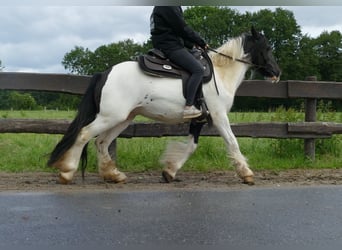 Tinker, Merrie, 8 Jaar, 136 cm, Gevlekt-paard