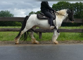 Tinker, Merrie, 8 Jaar, 136 cm, Gevlekt-paard