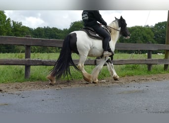 Tinker, Merrie, 8 Jaar, 136 cm, Gevlekt-paard