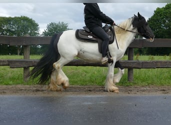 Tinker, Merrie, 8 Jaar, 136 cm, Gevlekt-paard