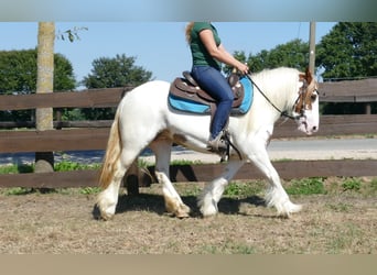 Tinker, Merrie, 8 Jaar, 137 cm, Gevlekt-paard