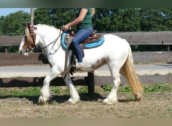 Tinker, Merrie, 8 Jaar, 137 cm, Gevlekt-paard