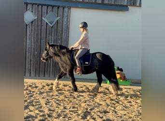 Tinker, Merrie, 8 Jaar, 137 cm, Zwart