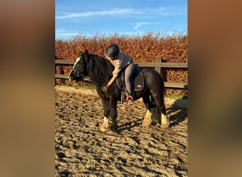 Tinker, Merrie, 8 Jaar, 137 cm, Zwart