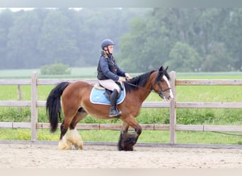 Tinker, Merrie, 8 Jaar, 140 cm, Bruin