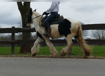 Tinker, Merrie, 8 Jaar, 140 cm, Gevlekt-paard