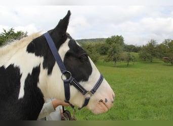 Tinker, Merrie, 8 Jaar, 140 cm, Gevlekt-paard