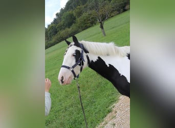 Tinker, Merrie, 8 Jaar, 140 cm, Gevlekt-paard