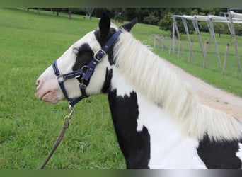 Tinker, Merrie, 8 Jaar, 140 cm, Gevlekt-paard