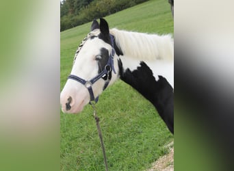 Tinker, Merrie, 8 Jaar, 140 cm, Gevlekt-paard