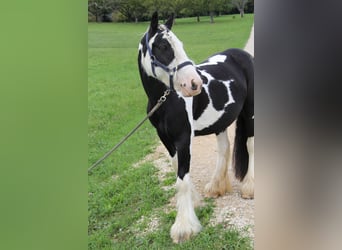 Tinker, Merrie, 8 Jaar, 140 cm, Gevlekt-paard