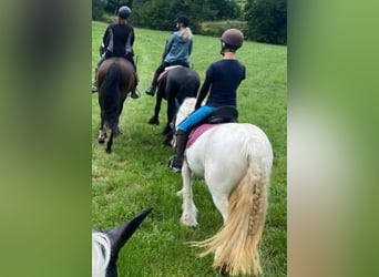 Tinker, Merrie, 8 Jaar, 140 cm, kan schimmel zijn