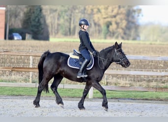 Tinker, Merrie, 8 Jaar, 140 cm, Zwart