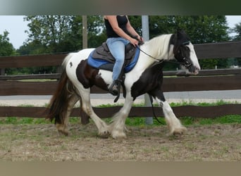 Tinker, Merrie, 8 Jaar, 141 cm, Gevlekt-paard