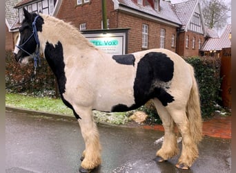 Tinker, Merrie, 8 Jaar, 143 cm, Gevlekt-paard