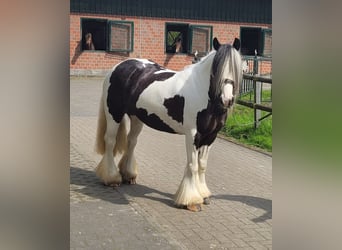 Tinker, Merrie, 8 Jaar, 144 cm, Gevlekt-paard