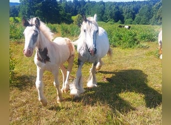 Tinker, Merrie, 8 Jaar, 145 cm, Gevlekt-paard