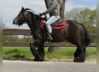 Tinker, Merrie, 8 Jaar, 146 cm, Zwartbruin