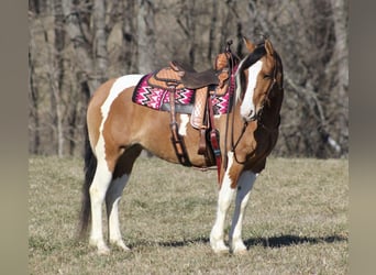 Tinker, Merrie, 8 Jaar, 150 cm, Falbe