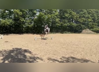 Tinker, Merrie, 8 Jaar, 153 cm, Gevlekt-paard