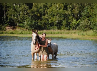 Tinker Mix, Merrie, 8 Jaar, 158 cm, Falbe