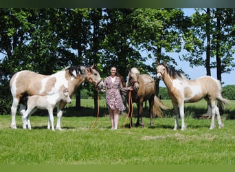 Tinker Mix, Merrie, 8 Jaar, 158 cm, Falbe