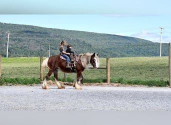 Tinker, Merrie, 8 Jaar