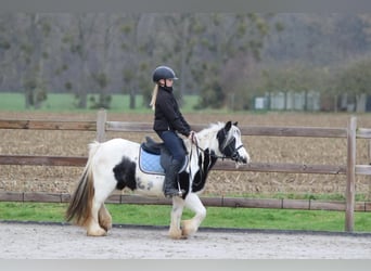 Tinker, Merrie, 9 Jaar, 120 cm, Gevlekt-paard