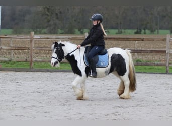 Tinker, Merrie, 9 Jaar, 120 cm, Gevlekt-paard
