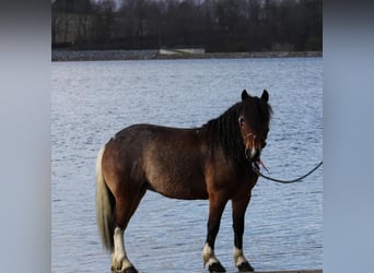 Tinker Mix, Merrie, 9 Jaar, 122 cm