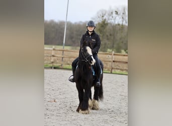 Tinker, Merrie, 9 Jaar, 130 cm, Zwart