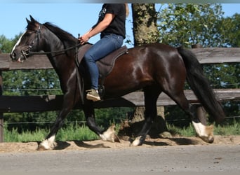 Tinker, Merrie, 9 Jaar, 133 cm, Zwart