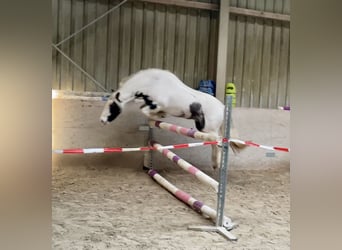 Tinker, Merrie, 9 Jaar, 135 cm, Gevlekt-paard