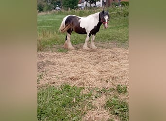 Tinker, Merrie, 9 Jaar, 138 cm, Gevlekt-paard