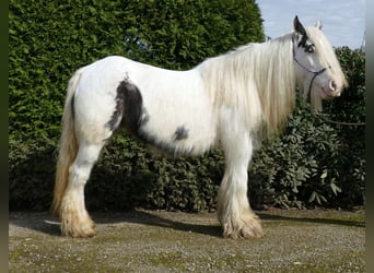 Tinker, Merrie, 9 Jaar, 138 cm, Gevlekt-paard