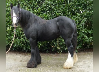 Tinker, Merrie, 9 Jaar, 140 cm, Zwart