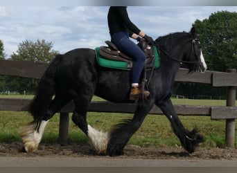 Tinker, Merrie, 9 Jaar, 140 cm, Zwart