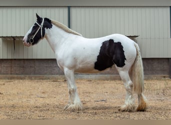 Tinker, Merrie, 9 Jaar, 142 cm, Gevlekt-paard