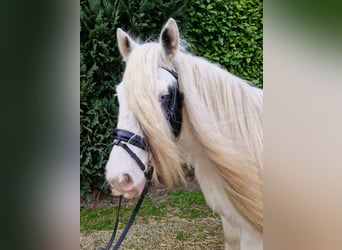 Tinker, Merrie, 9 Jaar, 145 cm, Gevlekt-paard